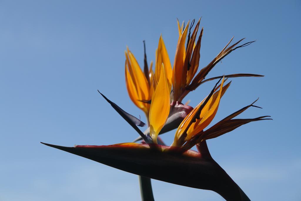 Quinta Sao Goncalo Villa Funchal  Kültér fotó